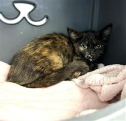 Shelter Stray Female Cat last seen , 600 Aviation Dr, Camarillo, CA 93010, USA