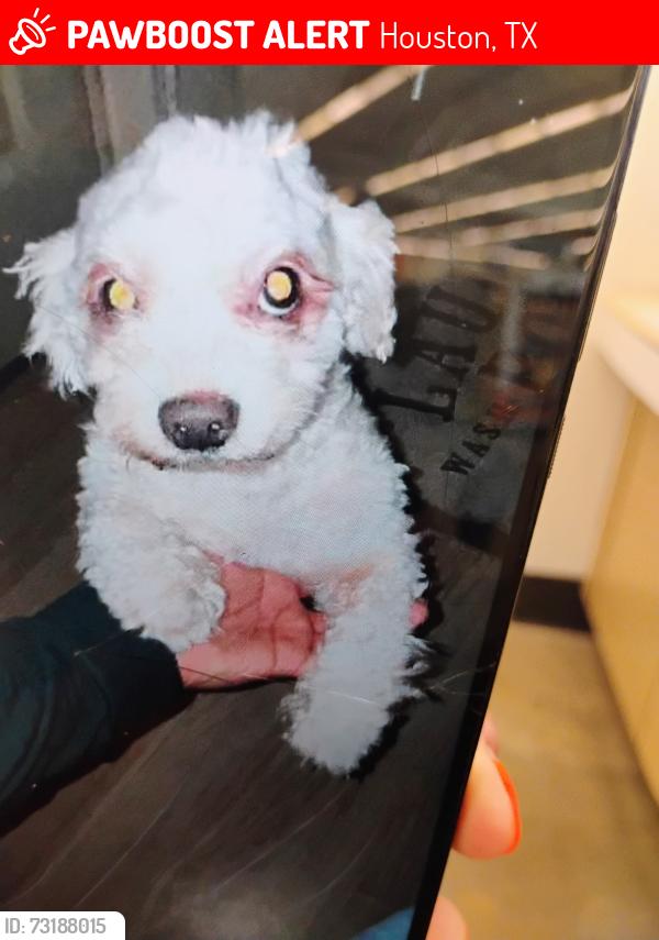 Lost Male Dog last seen Remington Heights and Remington Green Court, Houston, TX 77073