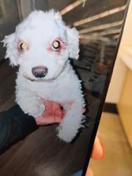 Lost Male Dog last seen Remington Heights and Remington Green Court, Houston, TX 77073