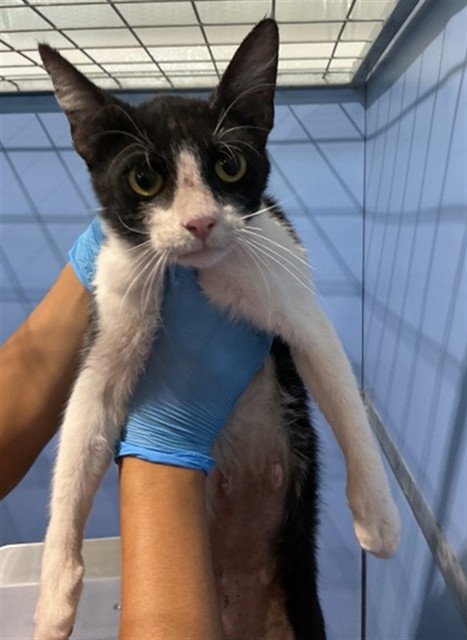Shelter Stray Female Cat last seen GOLDEN SPIKE & EUCALYPTUS, 333 Chandler Pl, San Bernardino, CA 92408, USA