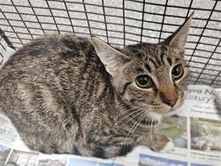 Shelter Stray Female Cat last seen , 3201 Lacy St, Los Angeles, CA 90031, USA