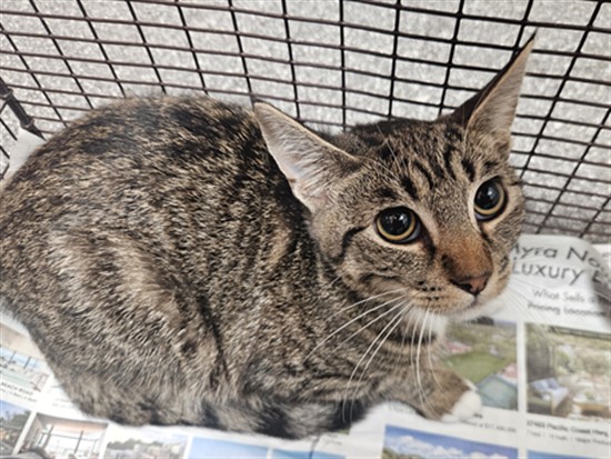 Shelter Stray Female Cat last seen , 3201 Lacy St, Los Angeles, CA 90031, USA