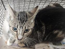 Shelter Stray Unknown Cat last seen , 3201 Lacy St, Los Angeles, CA 90031, USA