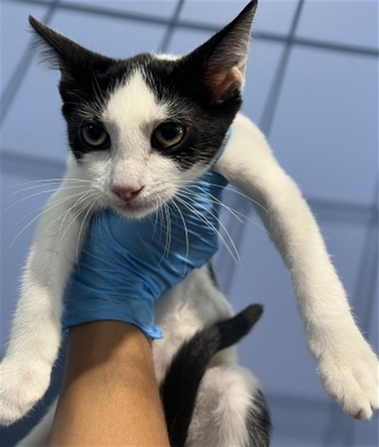 Shelter Stray Male Cat last seen SEPULVEDA & 4TH, 333 Chandler Pl, San Bernardino, CA 92408, USA