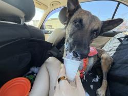 Shelter Stray Female Dog last seen 59TH AVE AND MCDOWELL, 5501 E Van Buren St, Phoenix, AZ 85008, USA