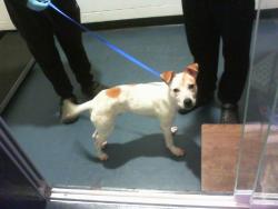Shelter Stray Male Dog last seen CHARLOTTE, 8315 Byrum Dr, Charlotte, NC 28217, USA