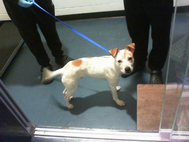 Shelter Stray Male Dog last seen CHARLOTTE, 8315 Byrum Dr, Charlotte, NC 28217, USA