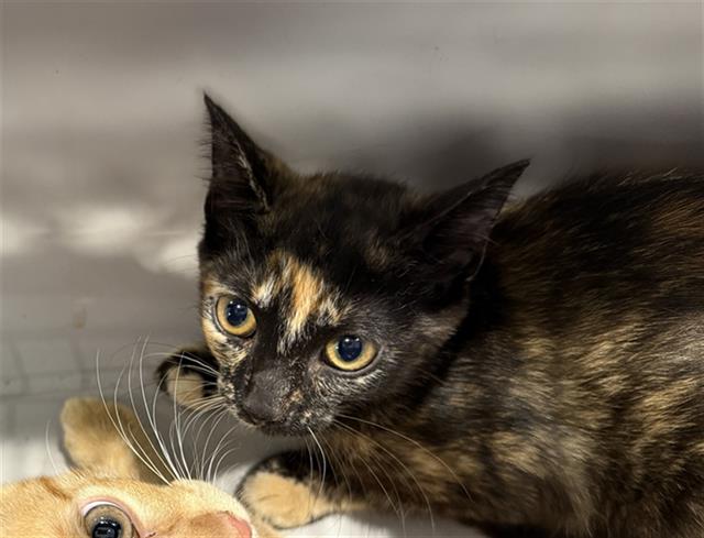 Shelter Stray Female Cat last seen CHARLOTTE, 8315 Byrum Dr, Charlotte, NC 28217, USA