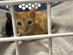 Shelter Stray Male Cat last seen CHARLOTTE, 8315 Byrum Dr, Charlotte, NC 28217, USA