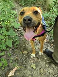 Shelter Stray Male Dog last seen Near, 2600 S Harding St, Indianapolis, IN 46221, USA