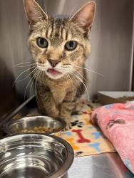 Shelter Stray Male Cat last seen Near, 2600 S Harding St, Indianapolis, IN 46221, USA
