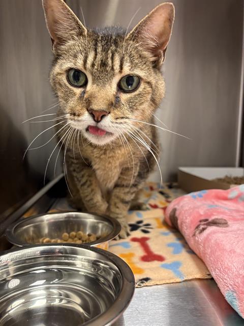 Shelter Stray Male Cat last seen Near, 2600 S Harding St, Indianapolis, IN 46221, USA