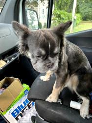 Reunited Female Dog last seen Chestnut street, North Syracuse, NY 13212