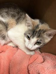 Shelter Stray Female Cat last seen Near BLK ORANGE AVE, LONG BEACH, CA 90805, 7700 E Spring St, Long Beach, CA 90815, USA