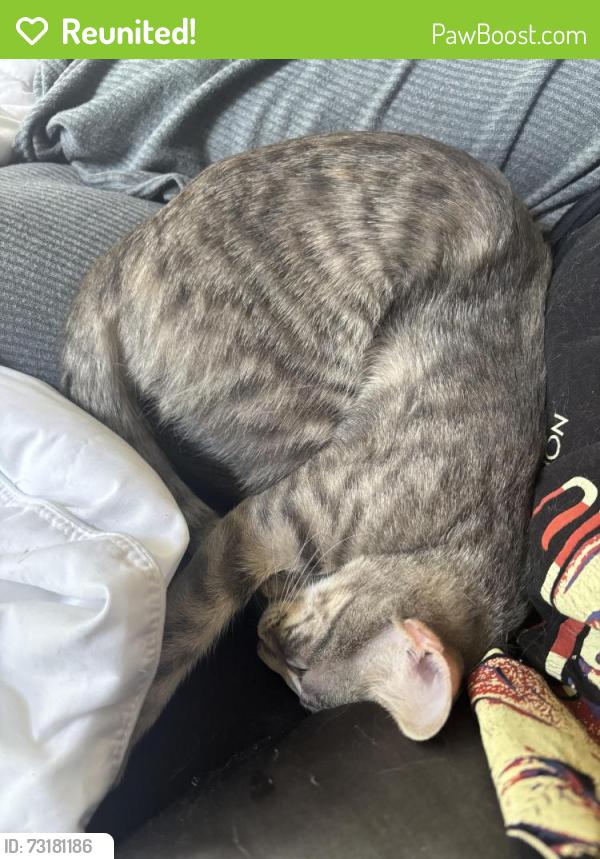 Reunited Female Cat last seen Smokey Hollow Dr, Houston, TX 77068
