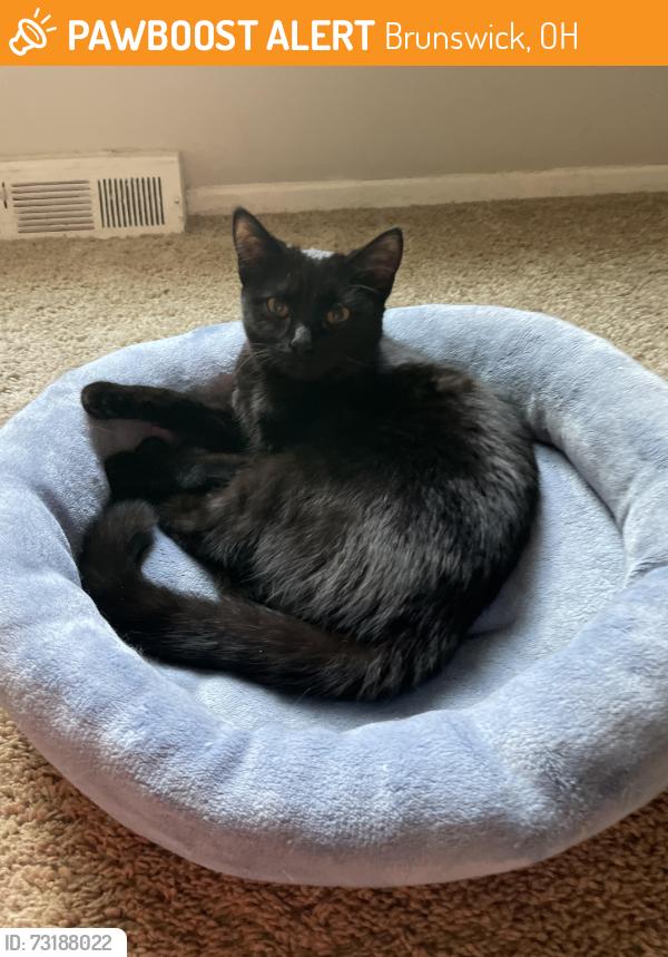 Found/Stray Female Cat last seen North royalton, Ohio, Brunswick, OH 44212