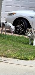 Found/Stray Male Dog last seen caliente loop, Chula Vista, CA 91910
