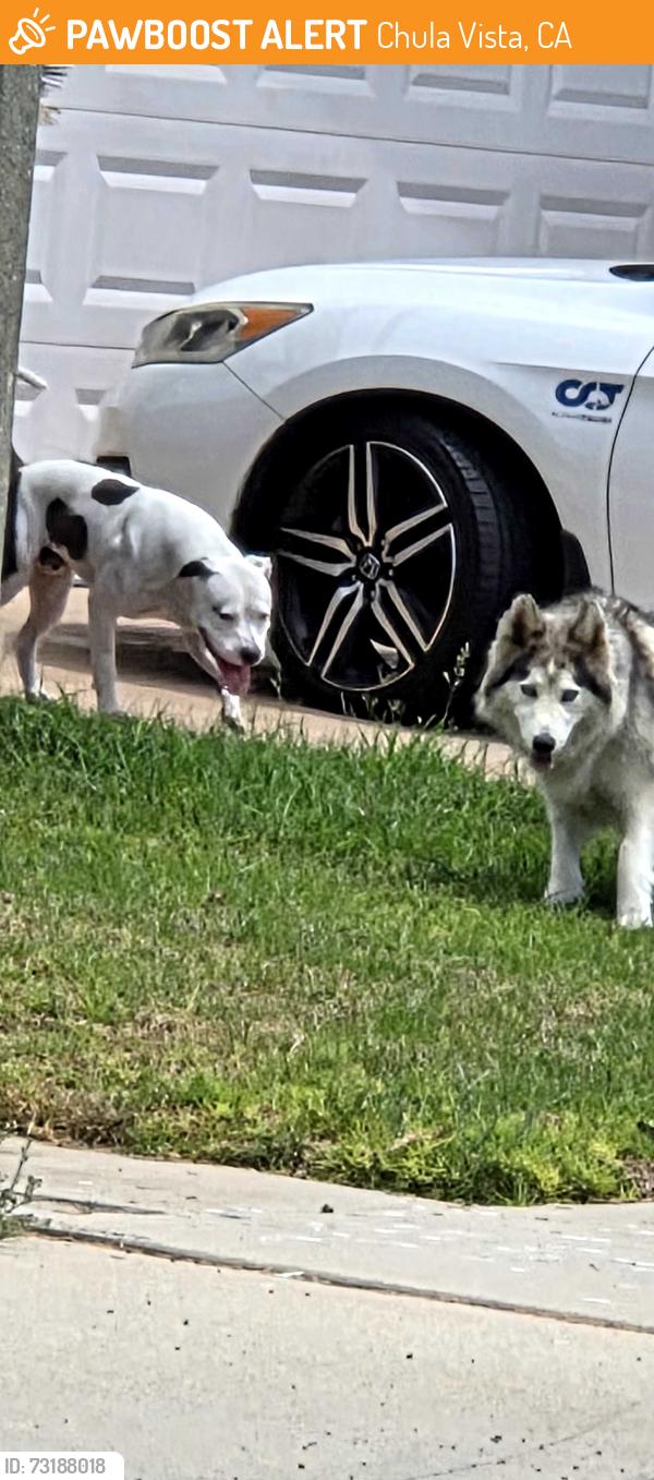 Found/Stray Male Dog last seen caliente loop, Chula Vista, CA 91910