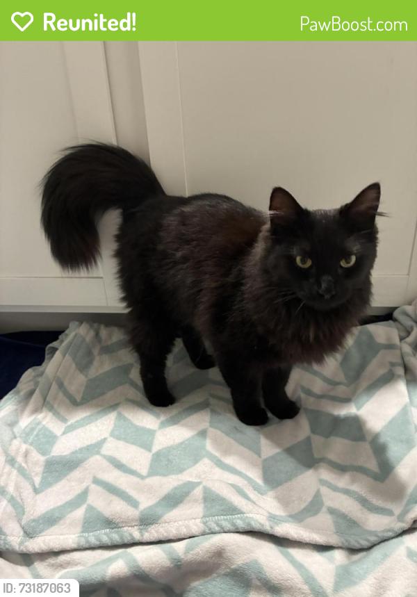 Reunited Female Cat last seen Animal Care unlimited, Columbus, OH 43235