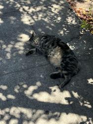 Found/Stray Unknown Cat last seen Virginia and Shattuck Avenue, near Cupcakin’, Berkeley, CA 94709