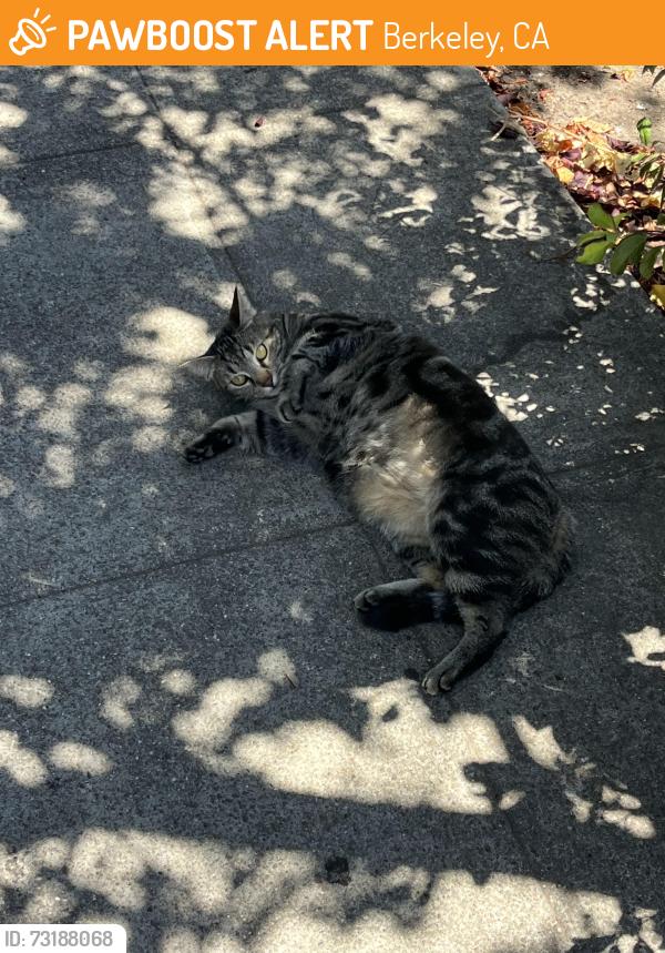 Found/Stray Unknown Cat last seen Virginia and Shattuck Avenue, near Cupcakin’, Berkeley, CA 94709