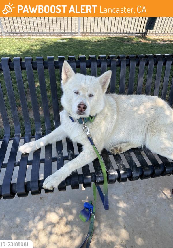 Found/Stray Female Dog last seen Kettering & Fern, Lancaster, CA 93534