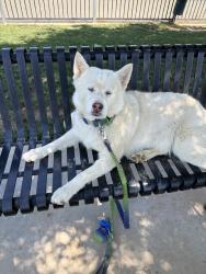 Found/Stray Female Dog last seen Kettering & Fern, Lancaster, CA 93534
