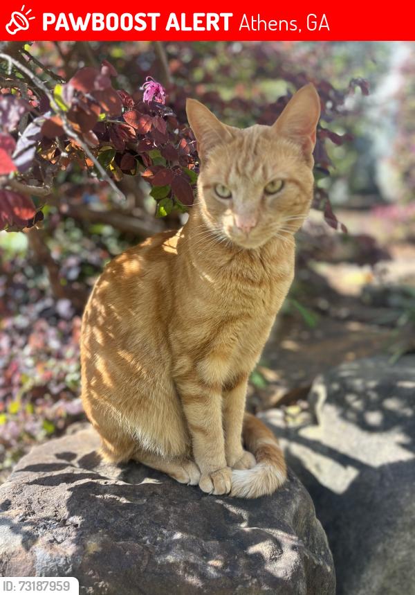 Lost Male Cat last seen Lavender Rd, Athens, GA 30606