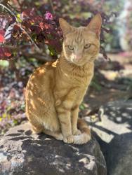 Lost Male Cat last seen Lavender Rd, Athens, GA 30606