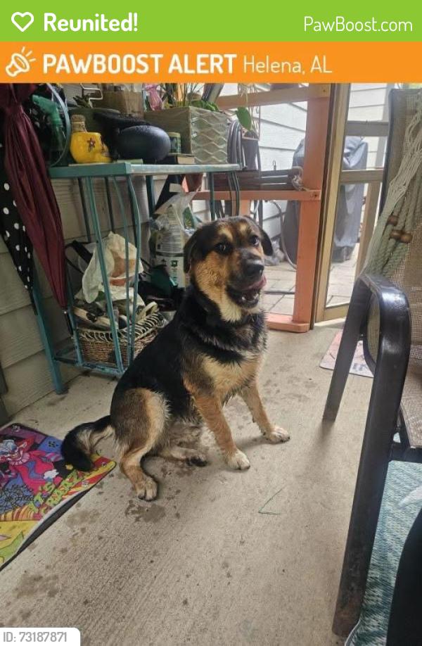 Reunited Male Dog last seen Scurlock road ,Helena,Al, Helena, AL 35080