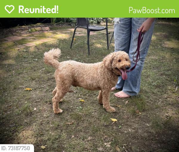 Reunited Male Dog last seen Grove Ave and N Auburn Ave, Richmond, VA 23221
