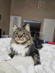 Lost Male Cat last seen Wilson, Banning, CA 92220