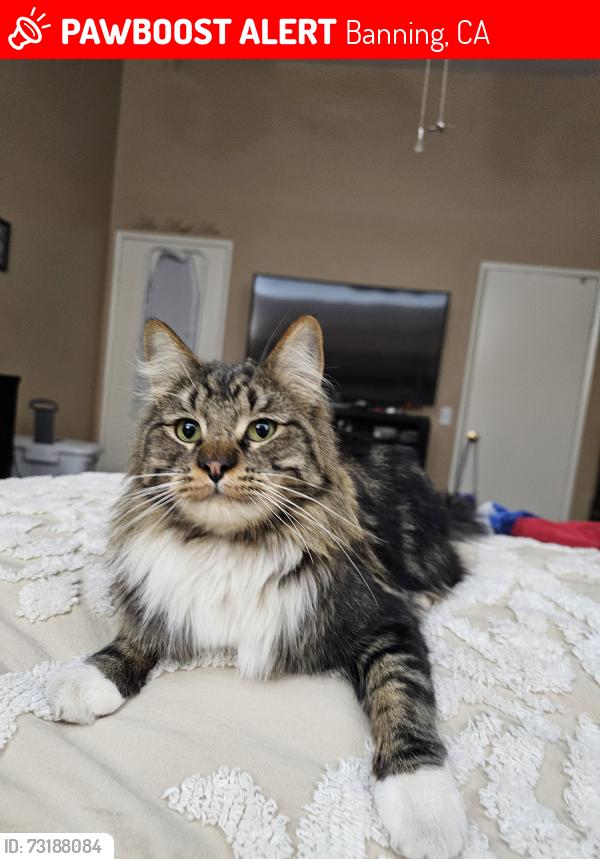 Lost Male Cat last seen Wilson, Banning, CA 92220