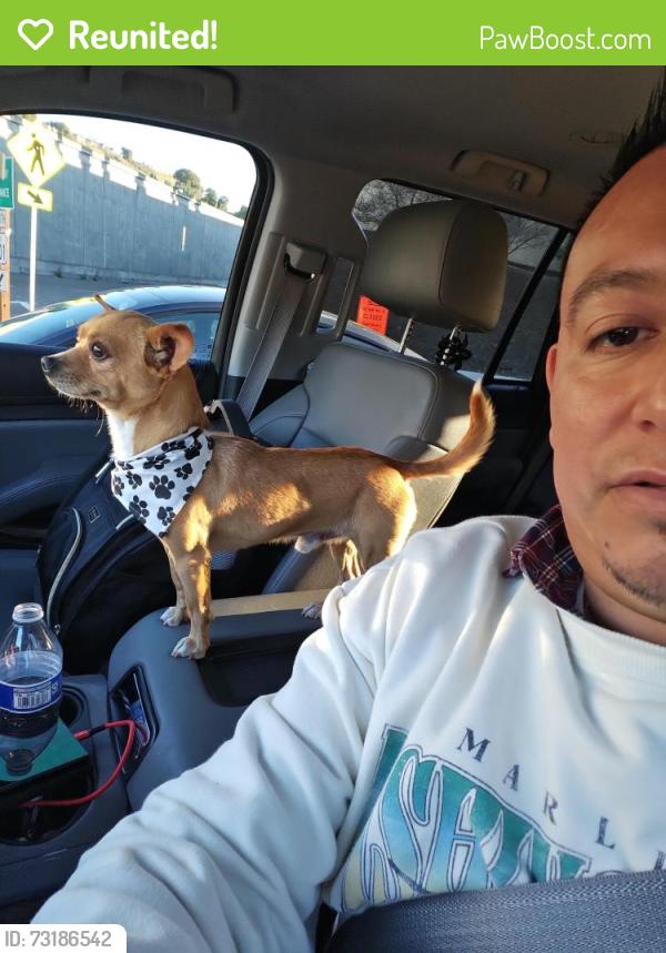 Reunited Male Dog last seen Taylor and 10th, San Jose, CA 95112