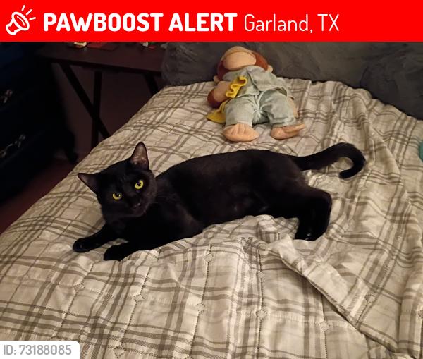 Lost Female Cat last seen Shiloh rd and walnut st, Garland, TX 75042