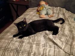 Lost Female Cat last seen Shiloh rd and walnut st, Garland, TX 75042