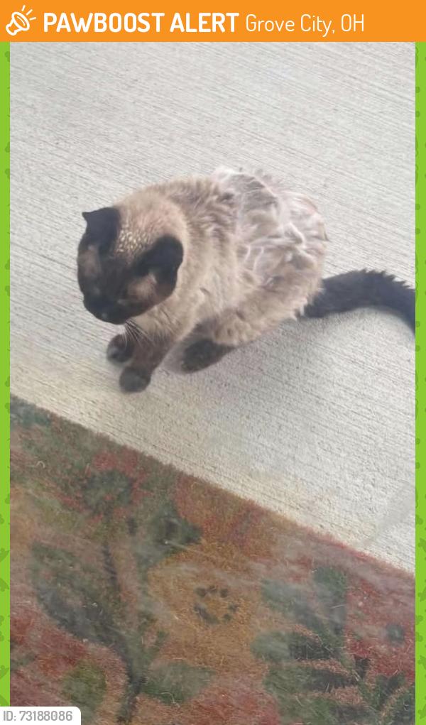 Found/Stray Unknown Cat last seen Alameda and Bloxom, Grove City, OH 43123