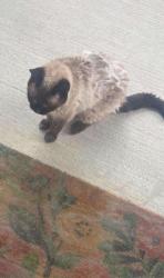 Found/Stray Unknown Cat last seen Alameda and Bloxom, Grove City, OH 43123