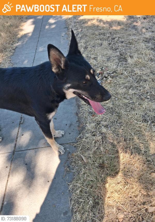 Found/Stray Male Dog last seen Shields and west, Fresno, CA 93704