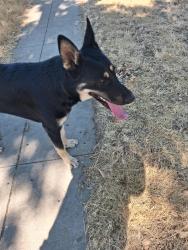 Found/Stray Male Dog last seen Shields and west, Fresno, CA 93704