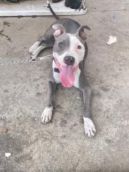 Found/Stray Female Dog last seen Gorman ave & E 103rd st, Los Angeles, CA 90002