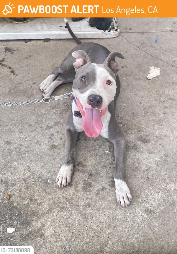 Found/Stray Female Dog last seen Gorman ave & E 103rd st, Los Angeles, CA 90002