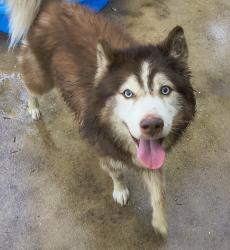 Found/Stray Male Dog last seen Near fm2114, West, TX 76691
