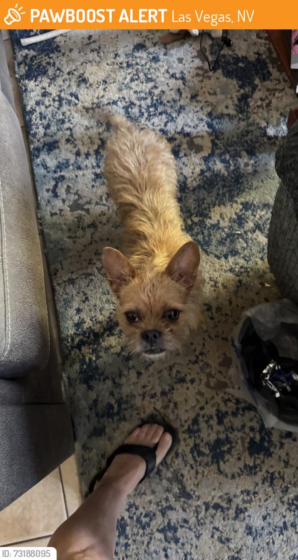 Found/Stray Male Dog last seen Pecos and East Charleston, Las Vegas, NV 89101