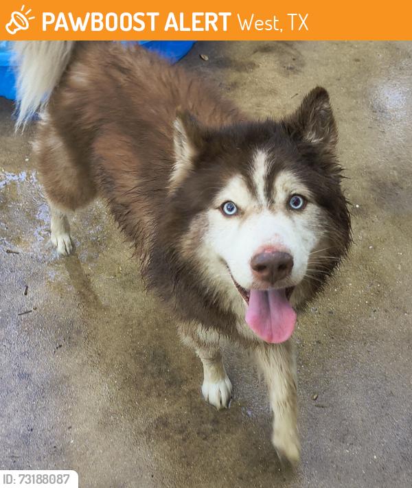 Found/Stray Male Dog last seen Near fm2114, West, TX 76691