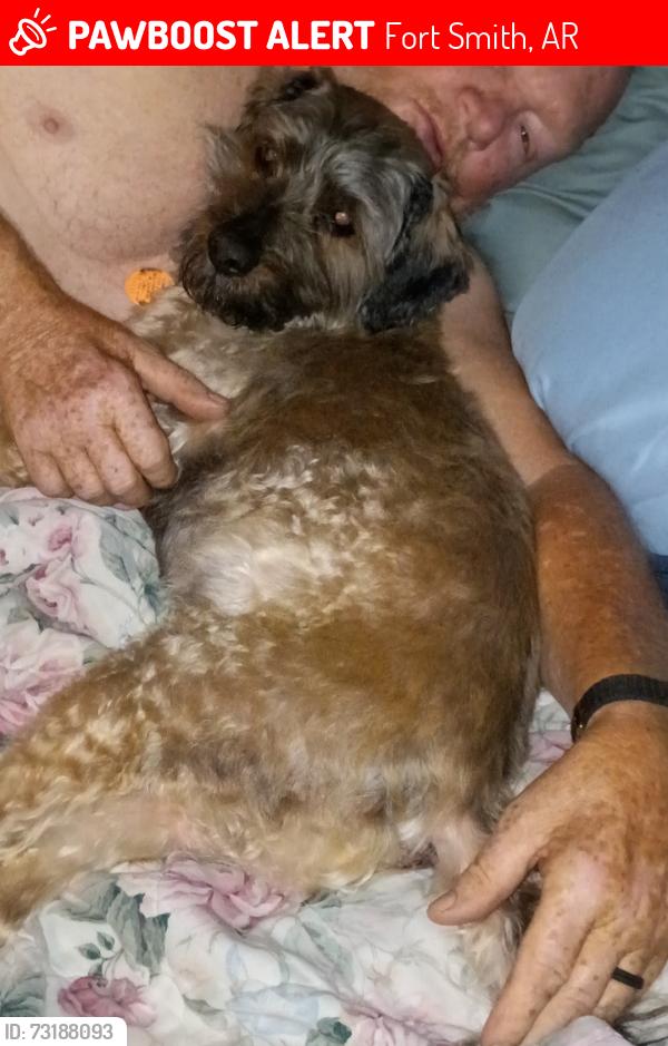 Lost Male Dog last seen S 7th st and U St, Fort Smith, AR 72916