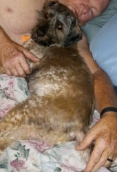 Lost Male Dog last seen S 7th st and U St, Fort Smith, AR 72916