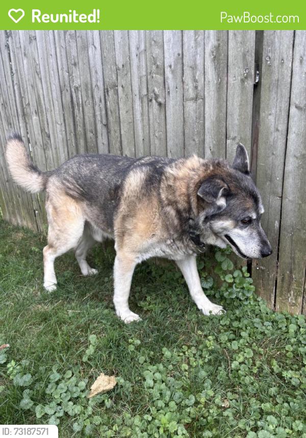 Reunited Male Dog last seen 30th and Elmwood, Erie, PA 16508