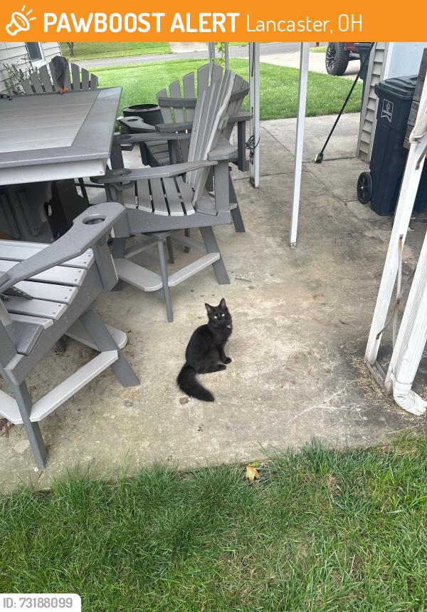 Found/Stray Male Cat last seen Shasta dr, lancaster ohio, Lancaster, OH 43130