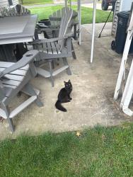 Found/Stray Male Cat last seen Shasta dr, lancaster ohio, Lancaster, OH 43130